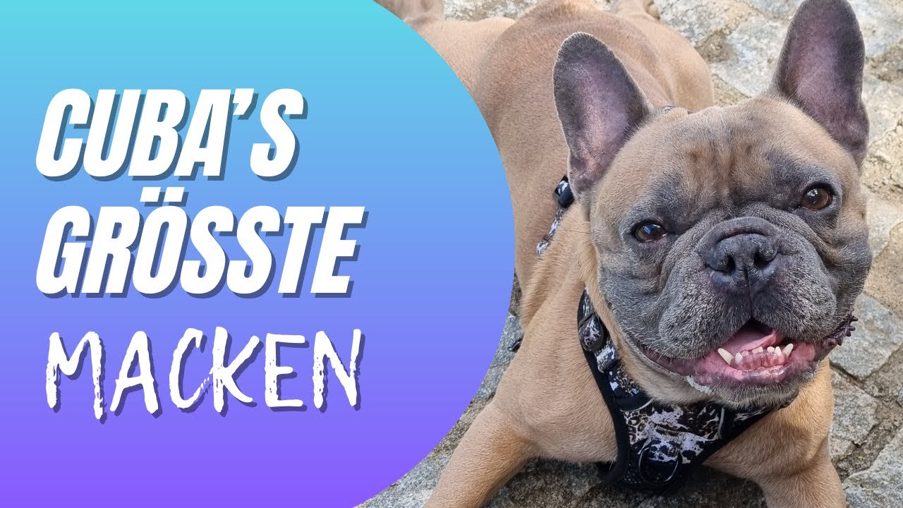 Cubas lustigste Macken – Unsere TOP 5! | Französische Bulldogge Eigenheiten