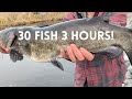 How we caught 5 different species of fish in 3 hours utah lake tributary fishing tips