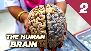 The Human Brain: How Does It Work? // Episode 02