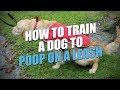 How to Train a Dog to Poop On a Leash (the Easy Way) How to Train a Dog to Poop On a Leash (the Easy Way)