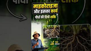 Biofertilizer for plants, VAM Mycorrhiza .