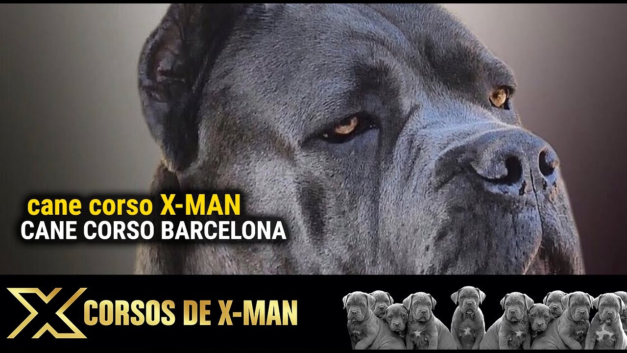 CRIADORES DE CANE CORSOXMAN BARCELONA criadorescanecorso YouTube