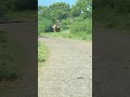 We backed off fast 😳 #elephant #jungle #nature #wildlife #viral #animals