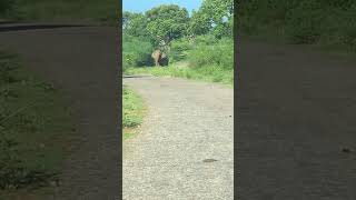 We backed off fast 😳 #elephant #jungle #nature #wildlife #viral #animals