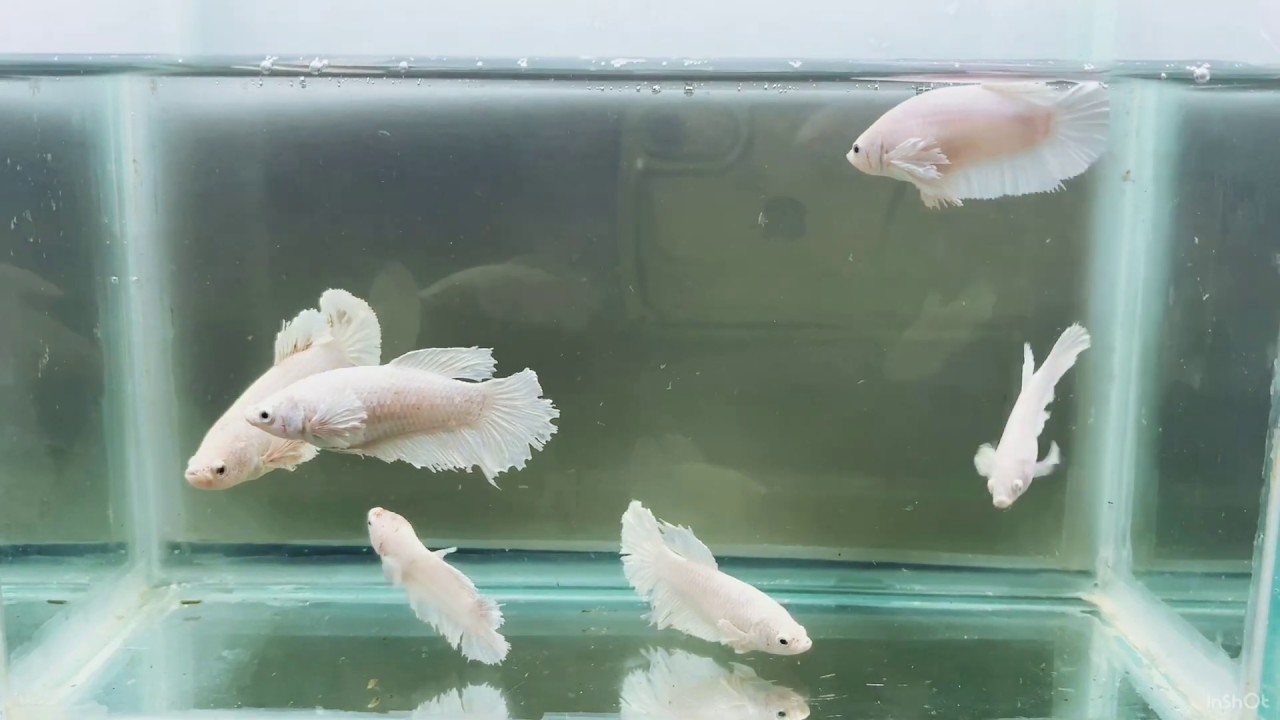 White Dumbo Big Ears Halfmoon Plakat Live Betta For Sale Senju's