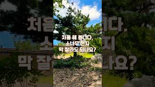 이거 막 잘라도 되나요? 처음 해 보는 소나무 전지
