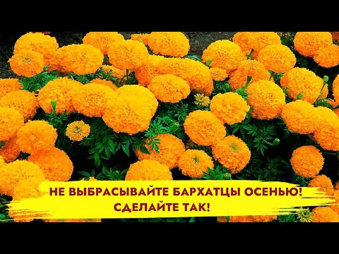 БАРХАТЦЫ ОСЕНЬЮ НЕ ВЫБРАСЫВАЙТЕ! Сделайте с ними это для пользы сада и цветов!