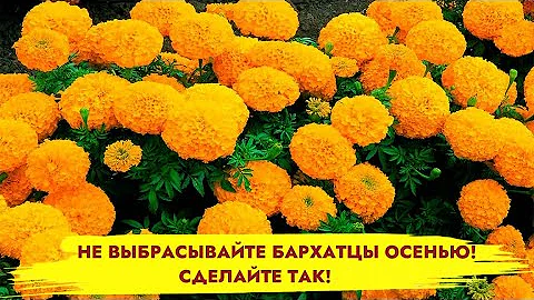 БАРХАТЦЫ ОСЕНЬЮ НЕ ВЫБРАСЫВАЙТЕ! Сделайте с ними это для пользы сада и цветов!