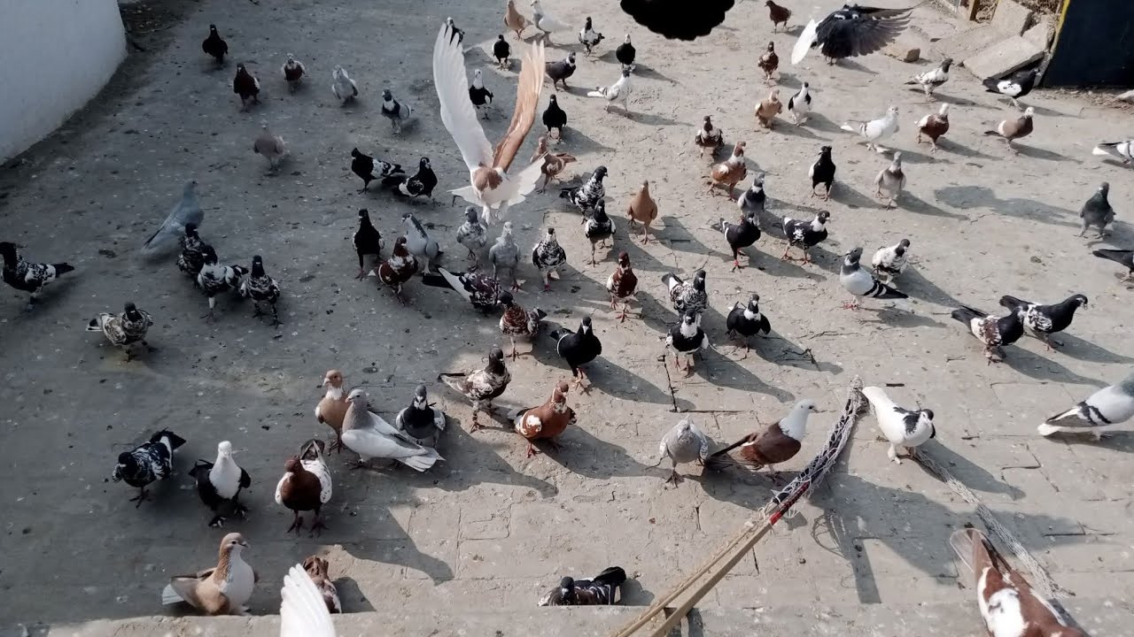 4000#pigeon pegoan Round pak Ka #mokabla tourna ment af #digikhan naees #mukabla_dehati_du_firi_steg