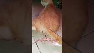 Download Lagu yang kuat ya mama oyen😌😊 || #shorts MP3