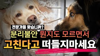 분리불안이 뭔지는 알고 분리불안을 가르치고 있는걸까? #분리불안 #강아지분리불안 #개는훌륭하다