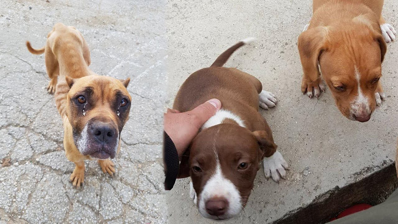 She was dumped out of a car with her puppies on the road. She's begging ...