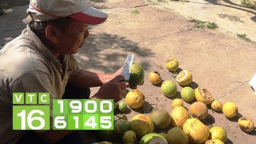 Sâu đục quả tấn công bưởi Bến Tre | VTC16