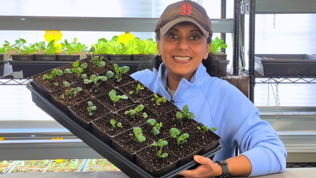 Разговоры о садоводстве и как пересадить рассаду анютиных глазок в горшки 🌱🌸😊