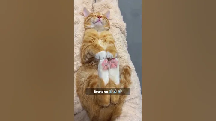 Video 7901091: kitty funnycats pets, cat kitty funnycat, kitty funny cats pets