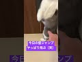 今日の壁ジャンプ(ふく)9/28 #shorts