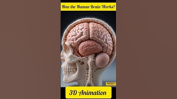 How the Brain Works in 25 Seconds | 3D Animation of Human Brain Function #shorts