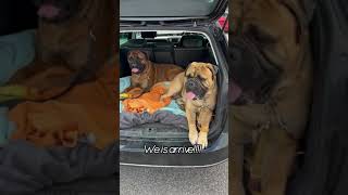 Bullmastiff Dog Show by U.K Bullmastiffs Staxonoby 527 views 2 years ago 1 minute, 10 seconds