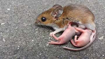 Baby mice and mother in the road (I protected them from harm, then helped them)