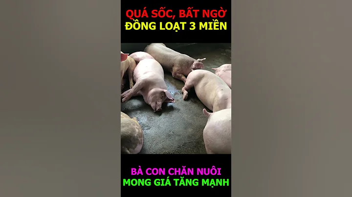 GIÁ HEO HÔM NAY - QUÁ SỐC, QUÁ BẤT NGỜ #shorts
