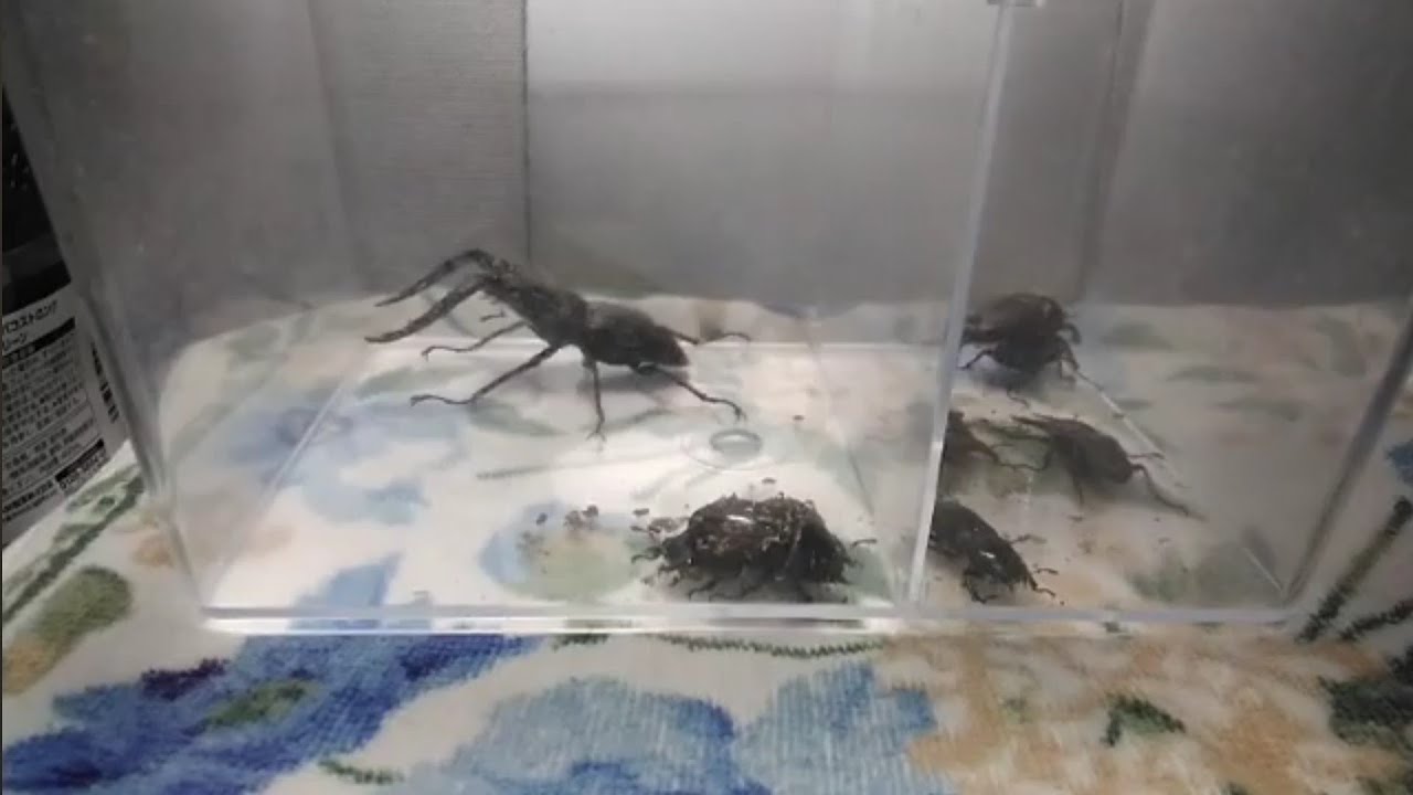 クワガタ🪲産卵セット崩し🥚①