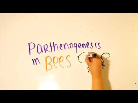 Video: Skillnaden Mellan Parthenogenes Och Parthenokarpi