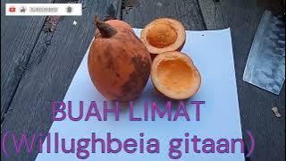 BUAH LIMAT (Willughbeia gitaan), BUAH LANGKA DAN EKSOTIS DARI KALIMANTAN