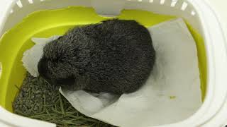 A guinea pig 'cries for attention' - urethral obstruction