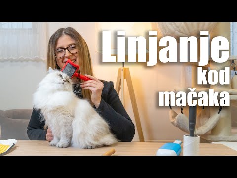 Video: Da li dugodlake mačke linjaju više?