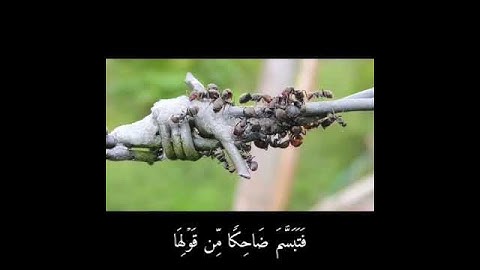 صالح باعثمان سورة النمل