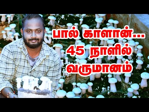 45 நாள்களில் வருமானம் தரும் பால் காளான்  | #organicfarming | #mushroom