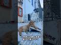 ギリシャは猫の楽園#shorts #greece #cat #猫#保護猫