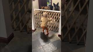 Precious Baby Pushes Baby Gate over Trying to Say Hi to Her Dogs