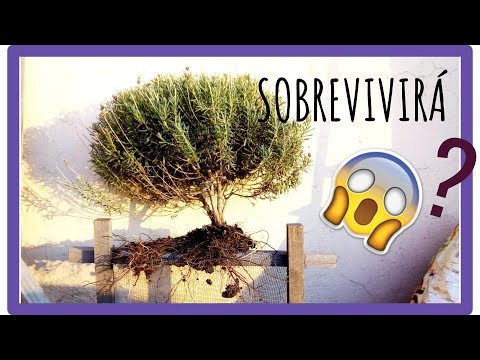 CÓMO TRASPLANTAR una planta de LAVANDA 🐝🍀 al Huerto Urbano 🍀🐝 y en qué tener [CUIDADO]