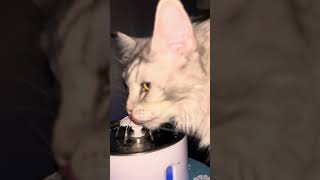 Hilarious Maine coon cat auditions for an animal channel. @crazycoons #funnyanimals #cat