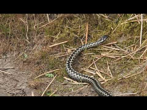 Danby Beacon Adder - 30 April 2019