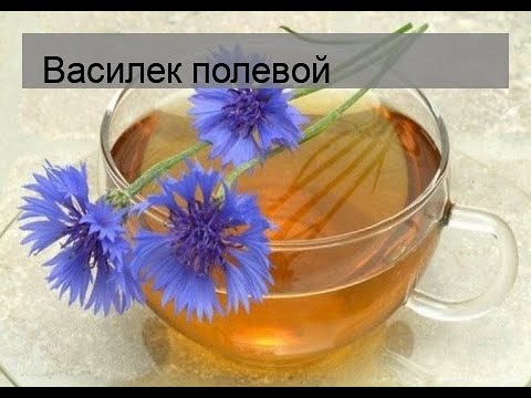 Василек полевой