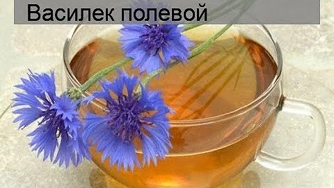 Василек полевой