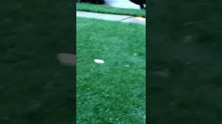 Someone Crap Is In Our Yard