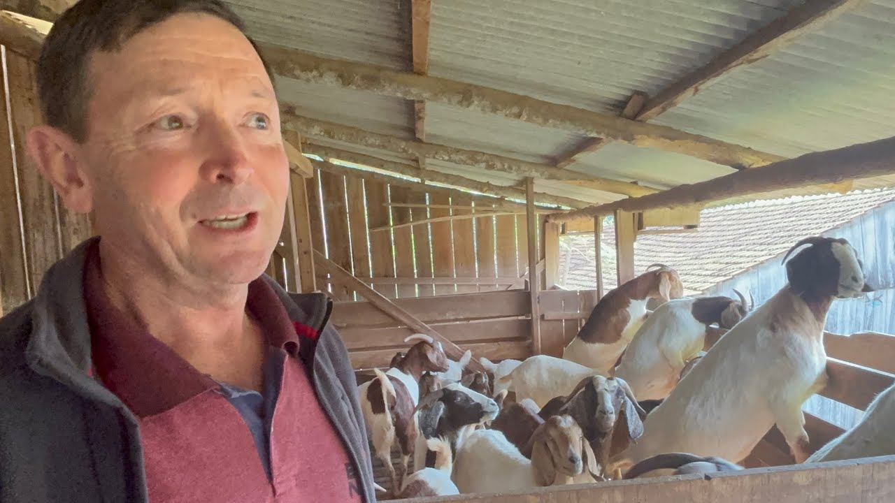 UMA CABRA SALVOU MINHA VIDA - FAMÍLIA PIFFER CONCÓRDIA