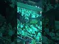 FNCS Düsseldorf 2026 🏆 #FNCS #Fortnite #game #viral #fyp