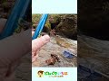 濁った沢でイワナは釣れる？【渓流釣り2026】長野県犀川漁協管内
