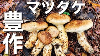 【豊作】今年初のキノコ狩り！巨大マツタケ採れました！