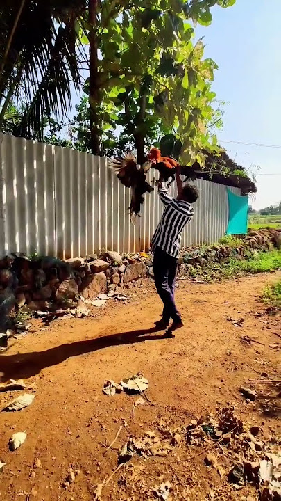 Download lagu Sandai Seval Watsapp Status in Tamil | #shorts #rooster #pets #aseel #viral #trending