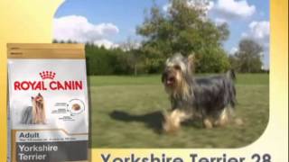 Yorkshire Terrier  Razas caninas Royal Canin