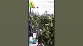 Testimoni produk BELKO pada tanaman Tomat
