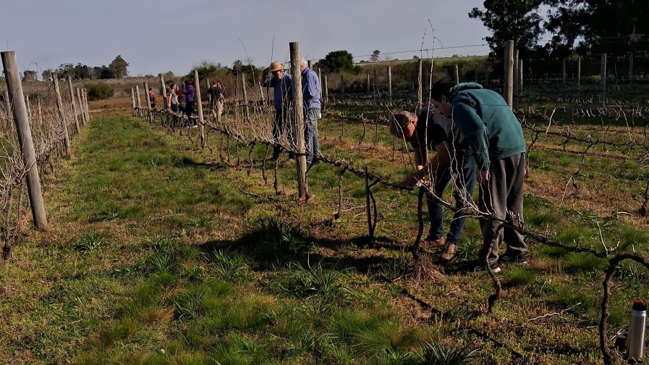 Poda de vid - Sistema Royat, poda corta