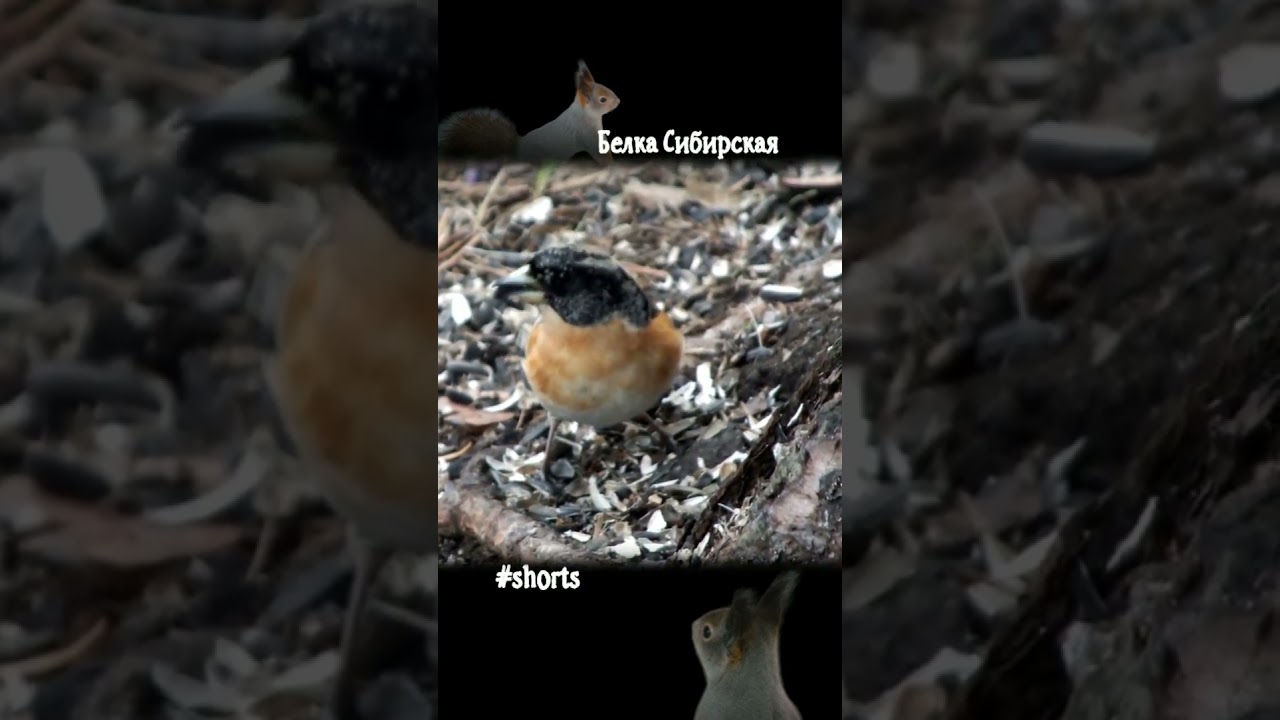 Вьюрок самец ест семечки\The male finch eats sunflower seeds