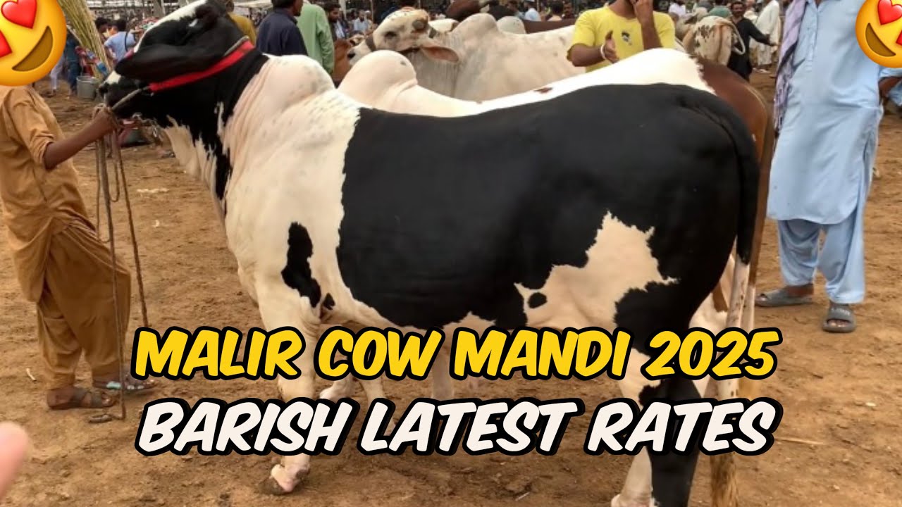 Malir Cow Mandi 17 September 2025 | BarishMe Janwaron Ke Naye Rates