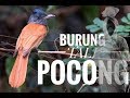 Download Penampakan Burung Tali Pocong Mp3 5 1 Mb Kicau